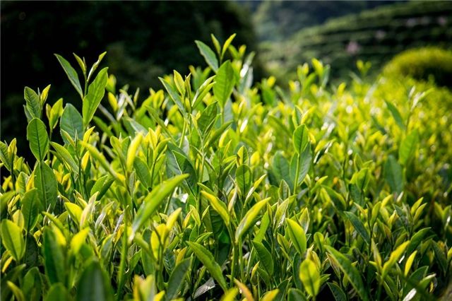 長興雨潤荼葉生產(chǎn)地